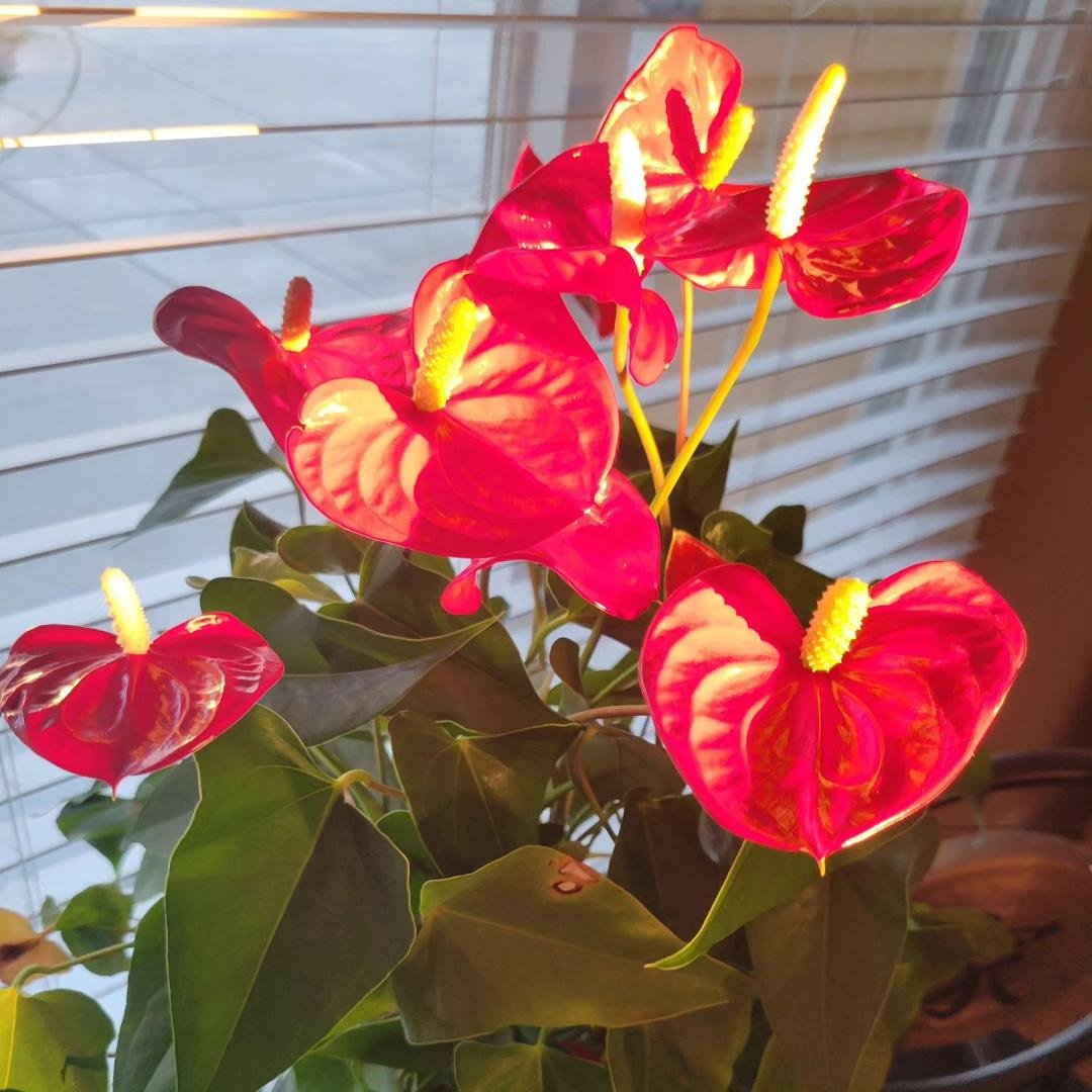 Sun was shining on my Anthrurium, and I thought it looked pretty. #justonemoreplant
#anthrurium #plantladylife #houseplantsmakemehappy
