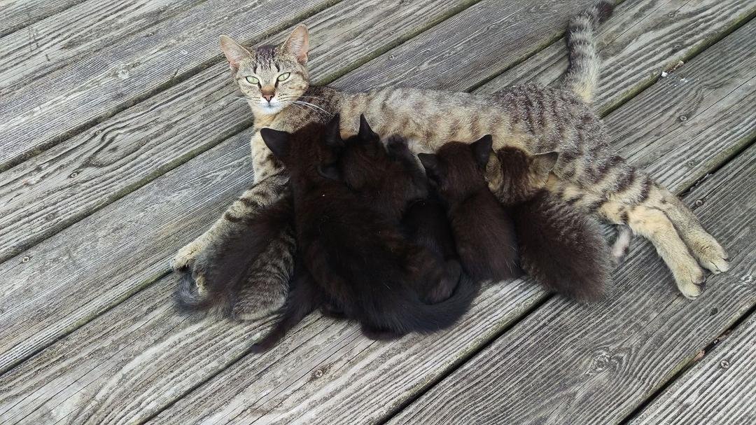 How many kittens are in this picture ?