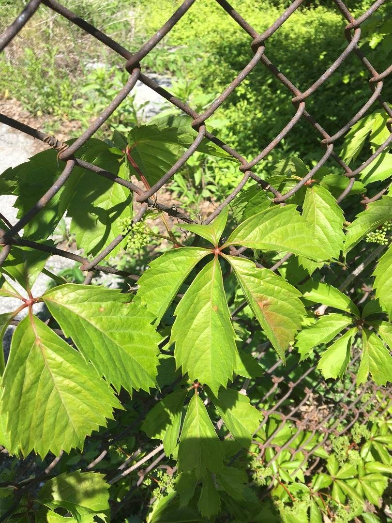 Ok, my horticulture/landscaper friends....is it poison something or am I safe?  Loaded with it.....
