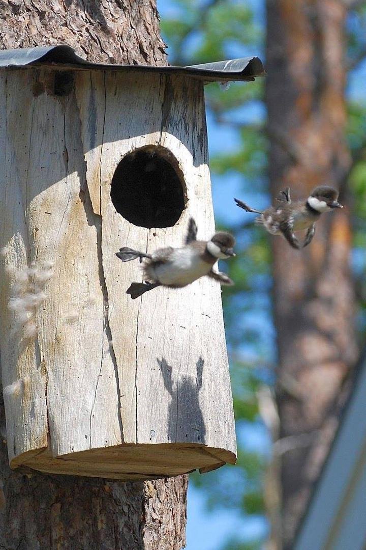 BIRDS FIRST FLIGHT Caught on firm!