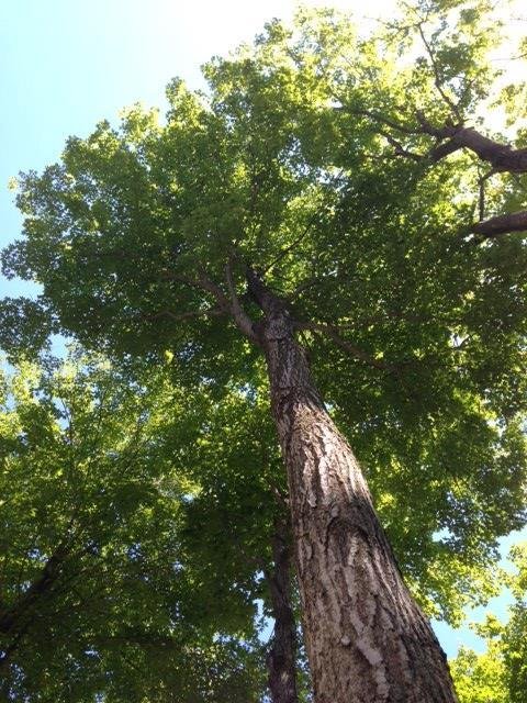 Tree at camp on Manitoulin