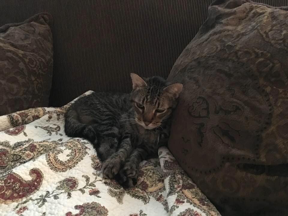 Our Precious MICHIGAN had to be put down. The cancer was just to much for him. We had him since his birth & must say it’s a tear jerker no matter how strong you think you might be. It’s hard to let go when he was such a won