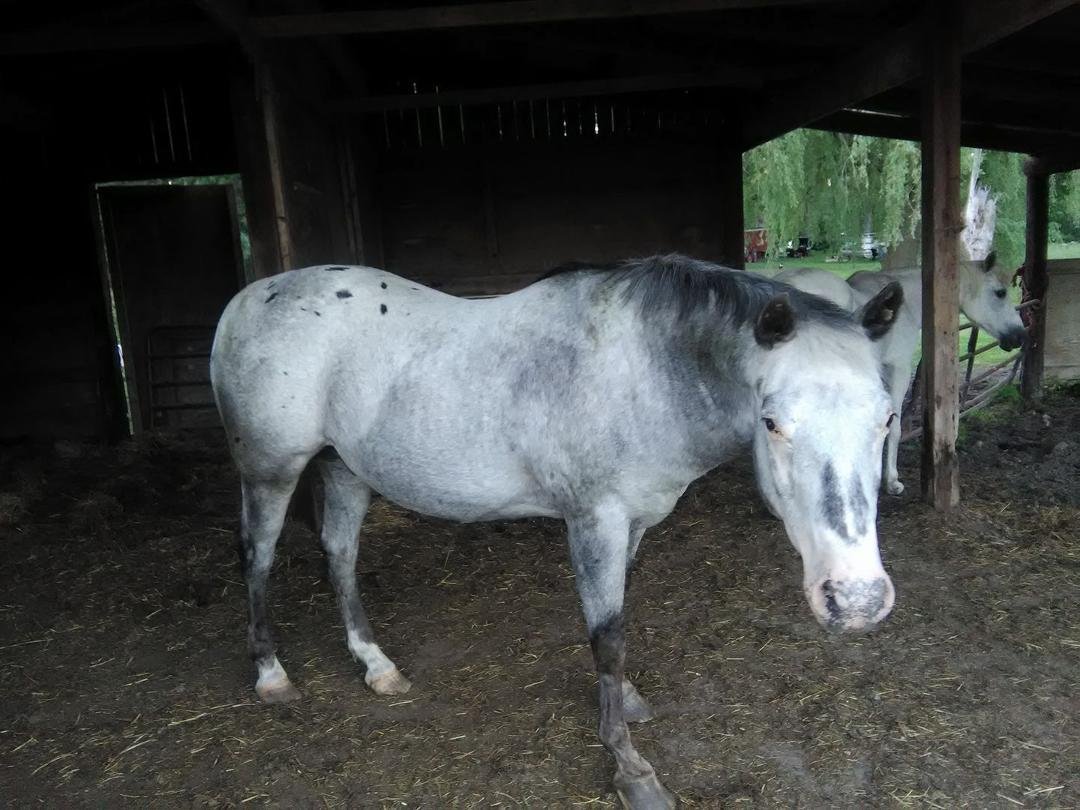 This is my baby treasure. Good horse