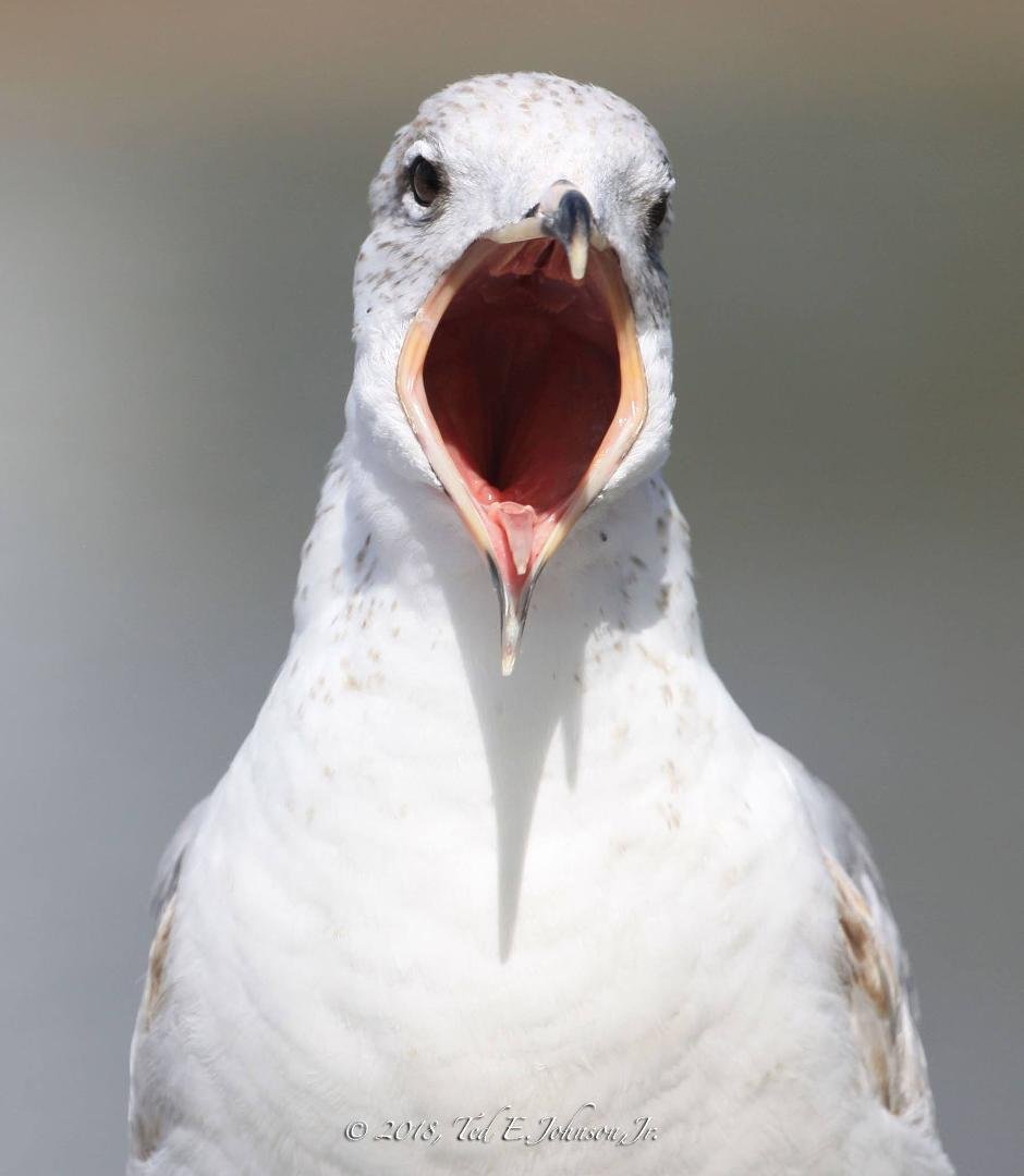 I Said: Can You Hear Me Now?