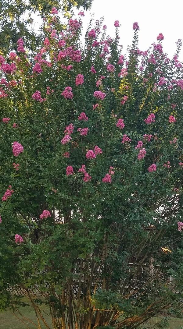 Our Crape Myrtle.
