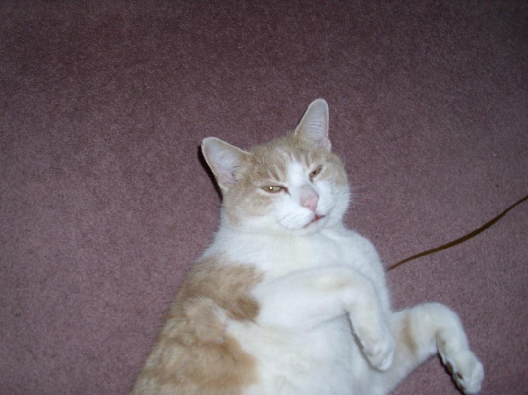 You showed up at our door sixteen years ago. Today we said goodbye. You were the best cat ever! We will miss forever!
