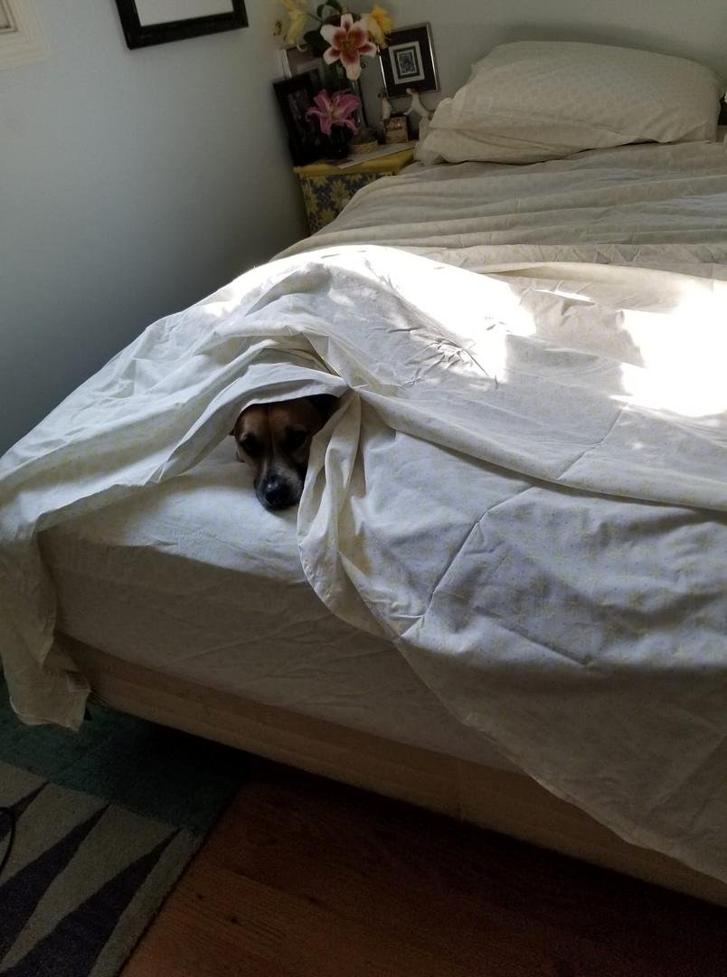 Louie is such a big help when changing the sheets!!