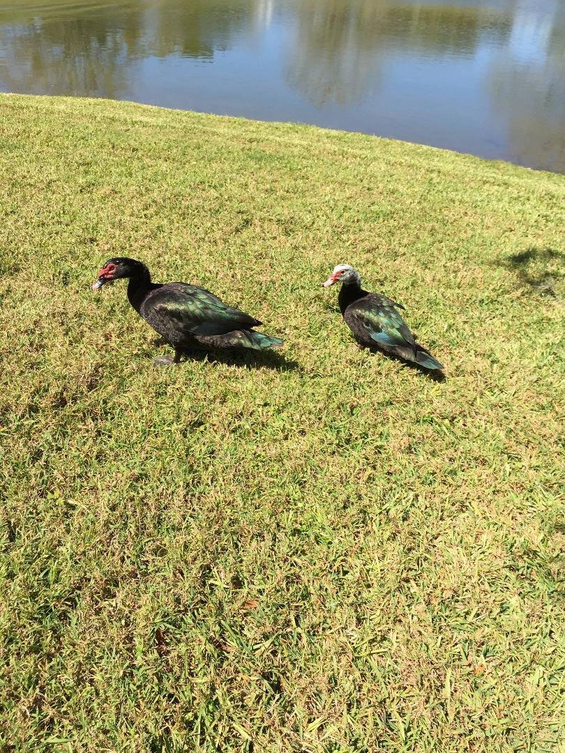 Was sitting on the patio and these guys stopped by to visit.....as friendly as they were, I'd say someone is feeding them!