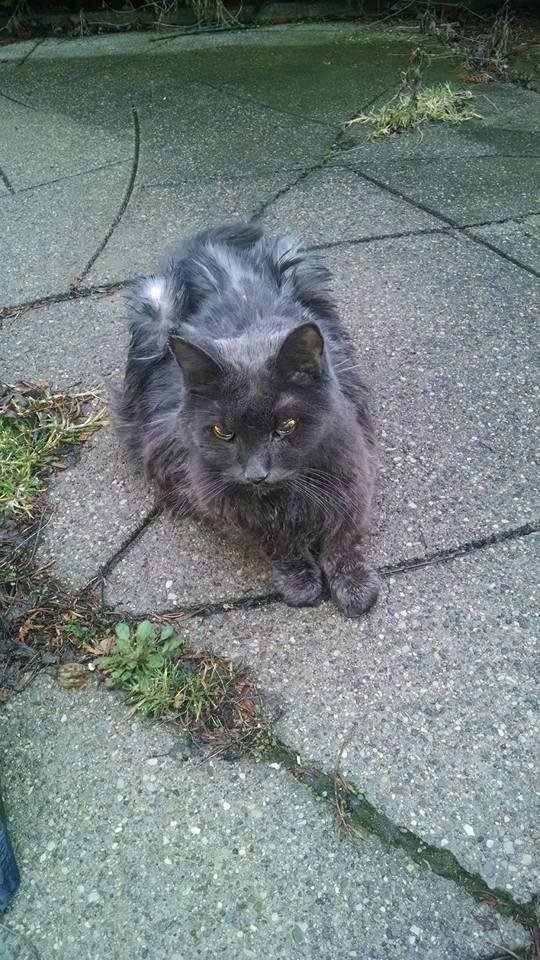 Please pray for Shlomo Cat. Having sonogram tomorrow. Possible cancer. I am very sad.