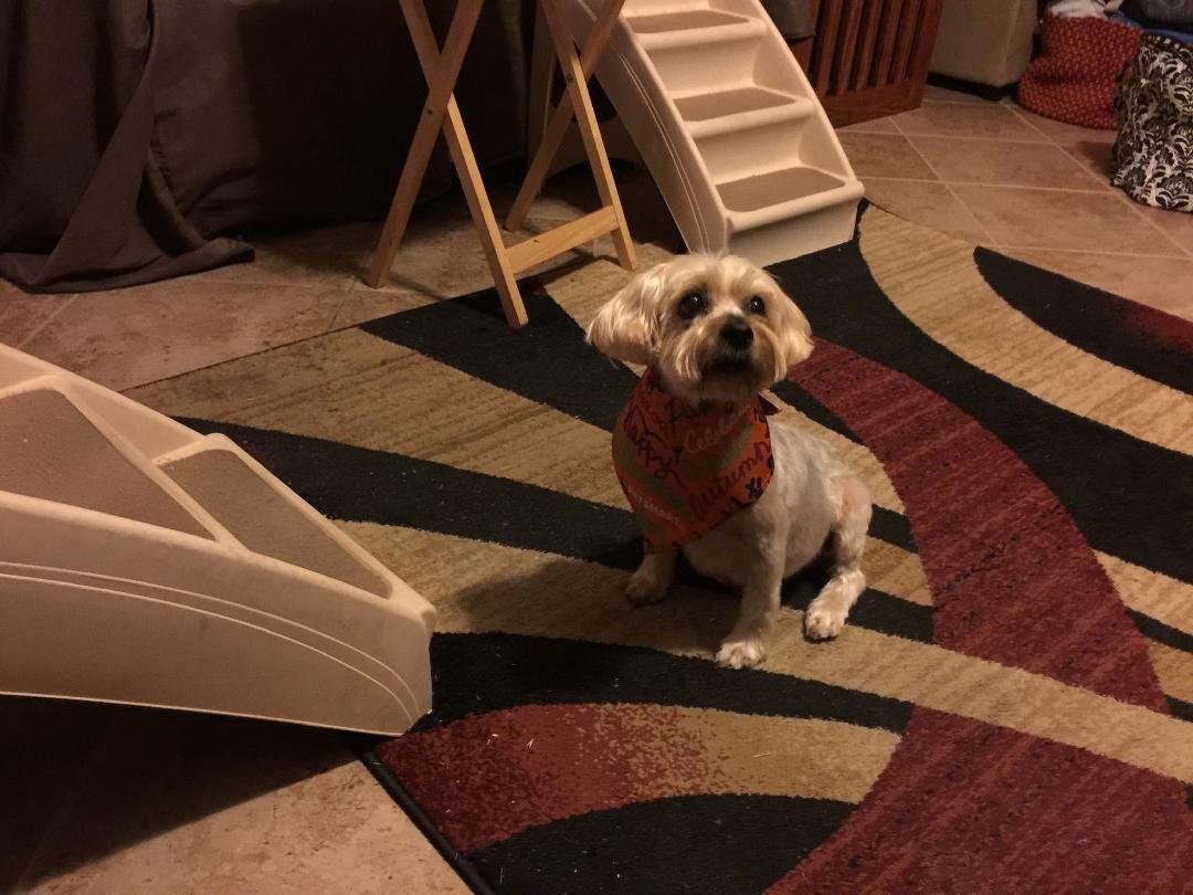 RIP our Isabella Girl.