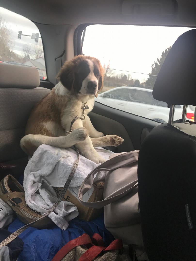 Moose at 4 months