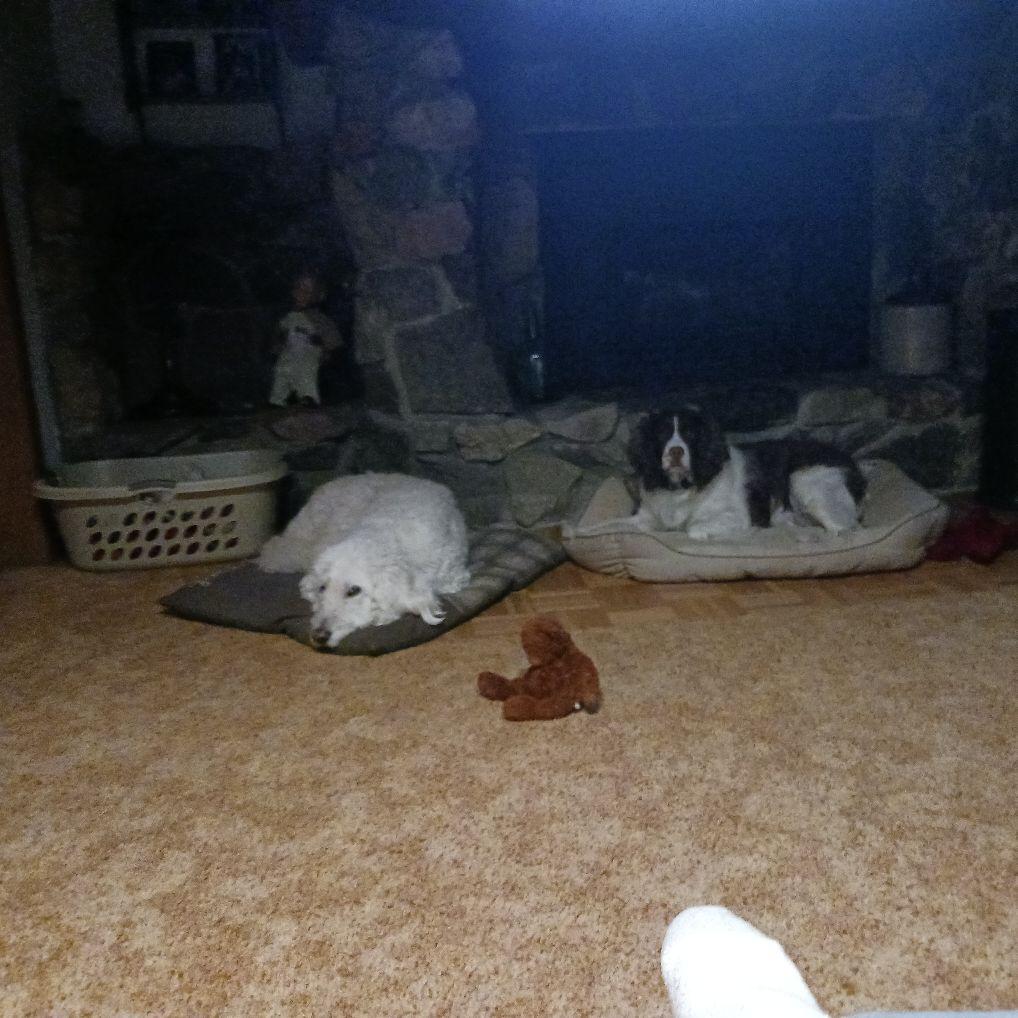 Comfy pups