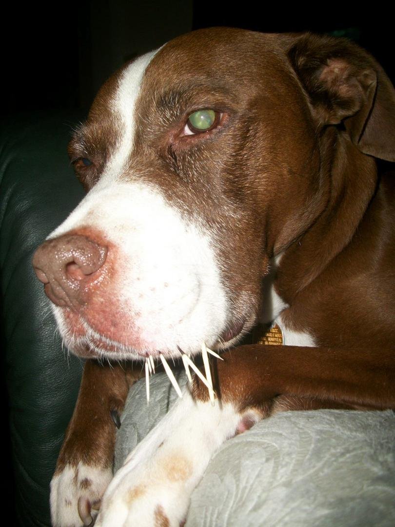 DON'T LET THIS HAPPEN TO YOU--POOR RUBY--SHE IS THE BEST FRIEND TO MANKIND --BUT-- THE PORCUPINE IS NOT A FRIEND OF HERS. SHE IS DOING FINE------david