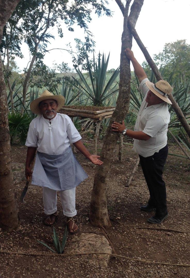 Edith Sands (Silver)'s album, Working Hacienda Sotuta de Peon, Yucatan, mexico