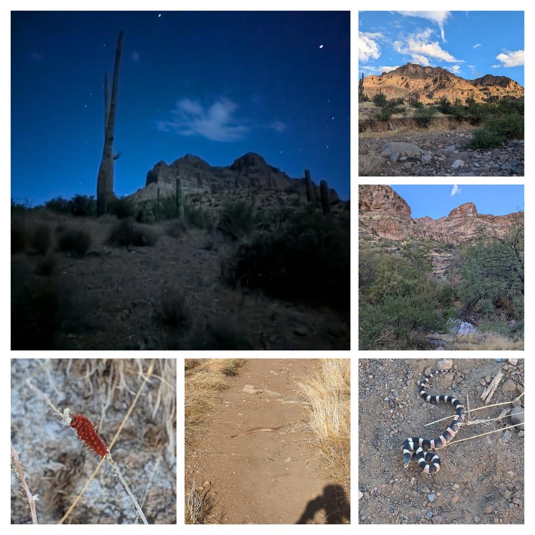 Moonlit hike at 5 am and some of the critters encountered!