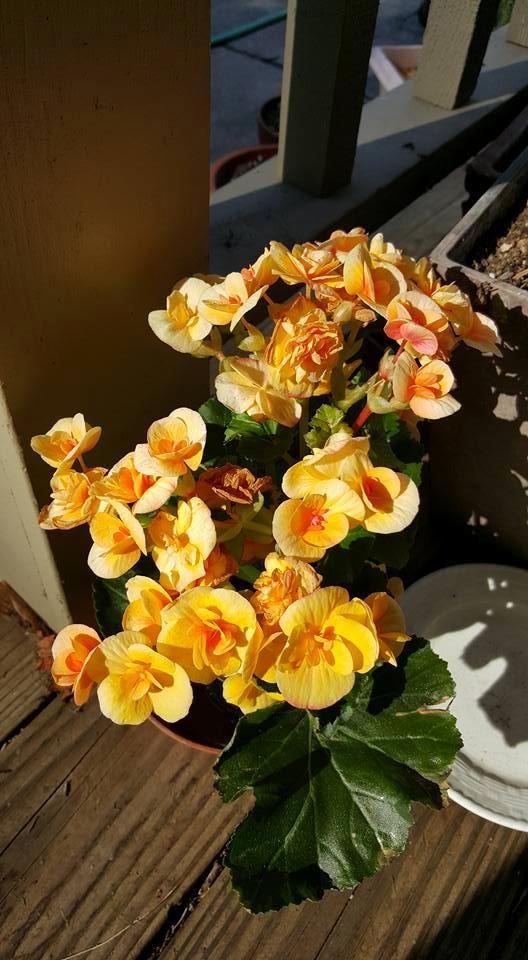 Judy Linderman's album, Mobile Uploads