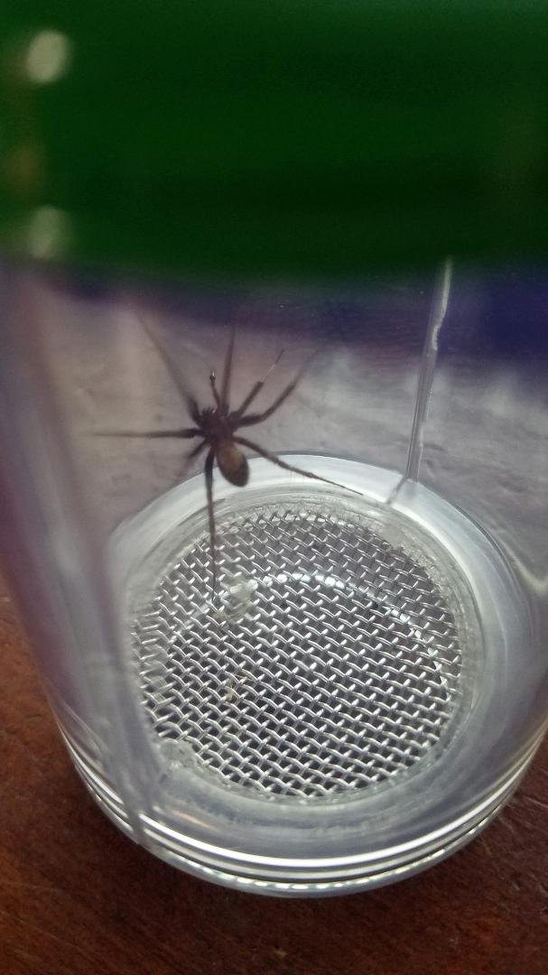 Can anyone identify this spider?