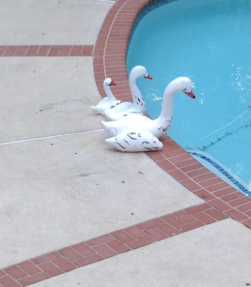 Swan update . Haven't posted for a while. They're having a family meeting to see what they can do about Nessie.