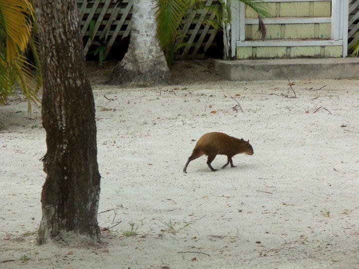 HUGE rodent!