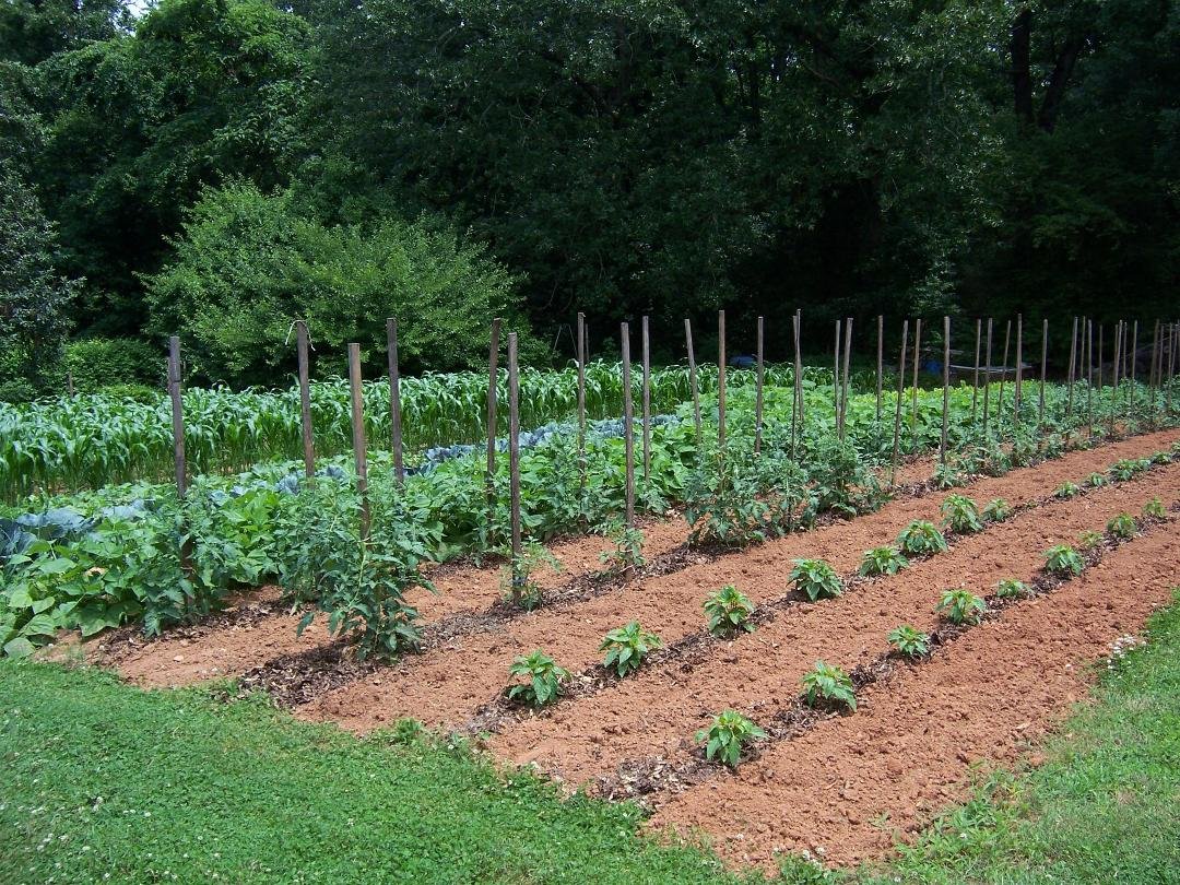 Susan Lee's album, summer gardening