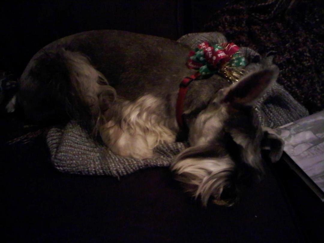 Pippa sacked out