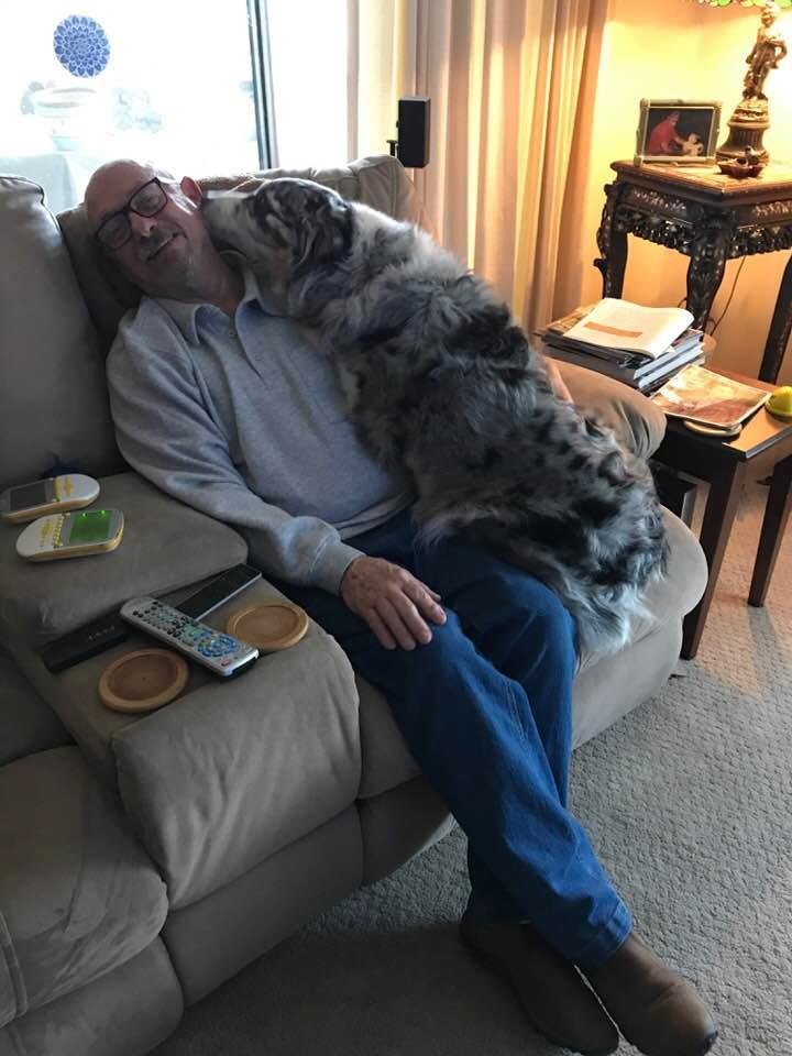 We were told she wasn’t a “lap dog”. Someone forgot to tell her