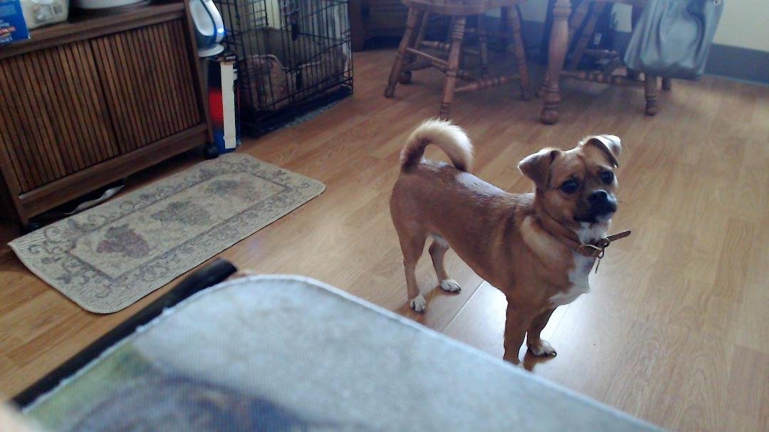 Abby will be three years old tomorrow May 11. We have come a long way. She is now such a good little girl.
