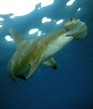 Caught one just like this in 06, my son screwed up the pics. It was a 9' long, 300lb Great Hammerhead.