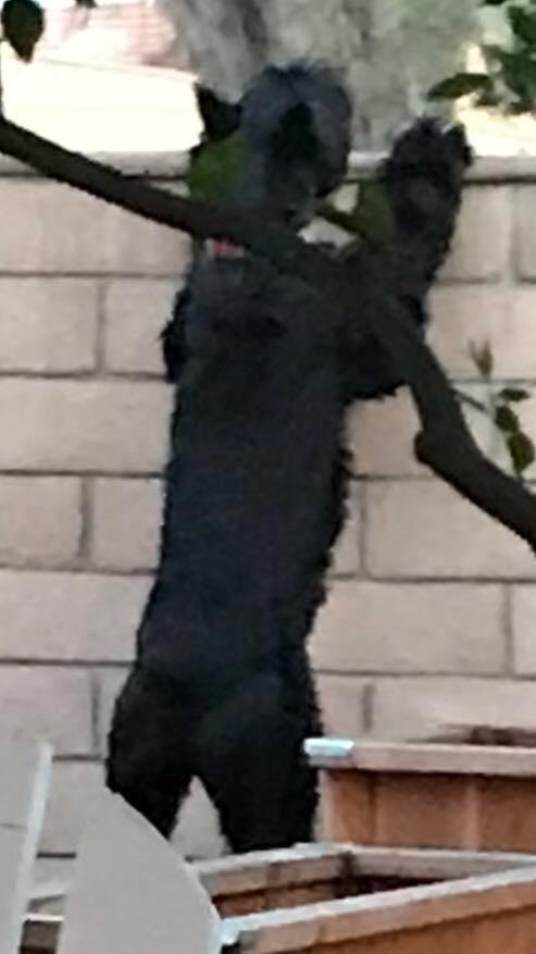 Six foot wall, no problem... six foot dog. I wonder why the idiots don’t ever jump my wall?