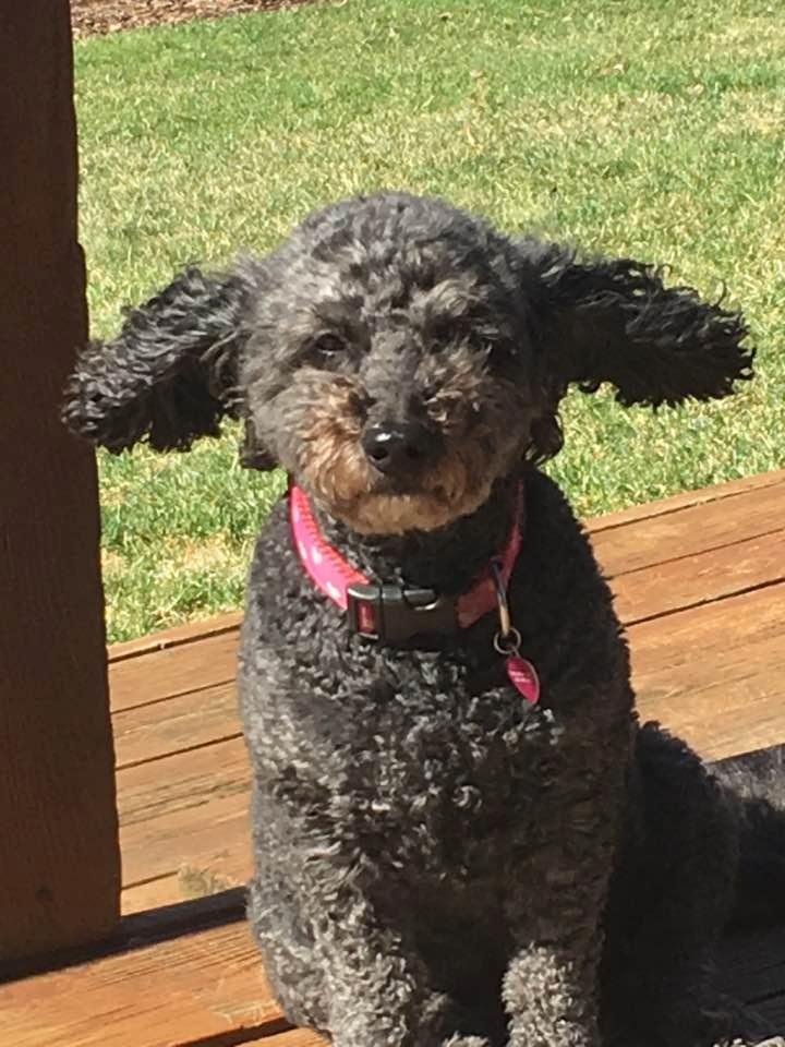 Bella is "Blowin' in the wind today"