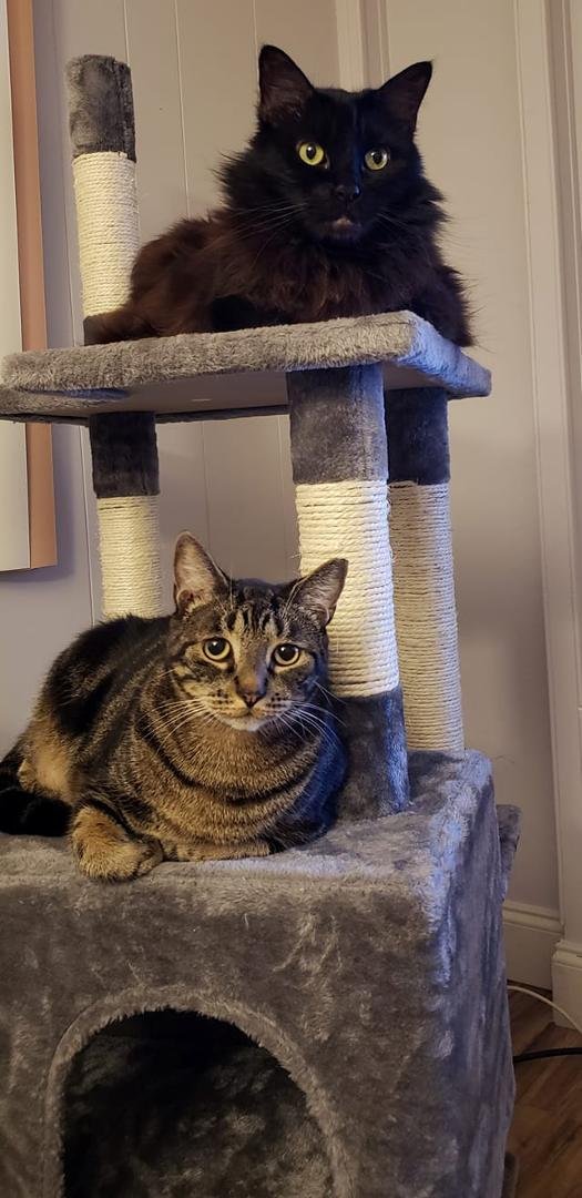 2 out of 3 cats like the new cat perch. (The 3rd likes the idea that it has the same name as a type of fish. He's the clever one.)