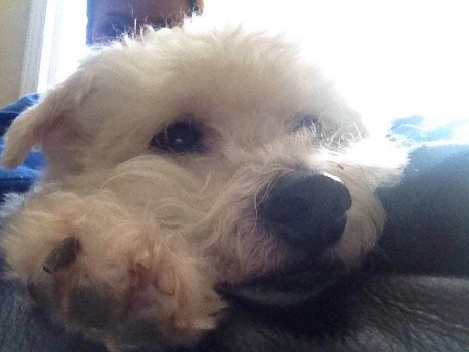 National Dog Day