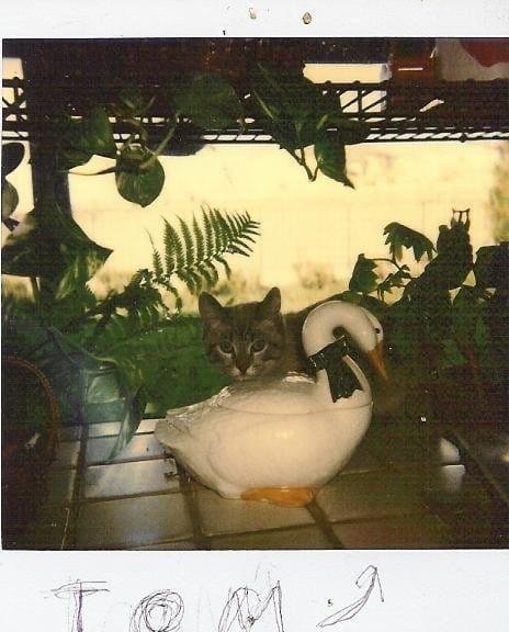 This is Garfield's predecessor Tom when he was still a kitten.