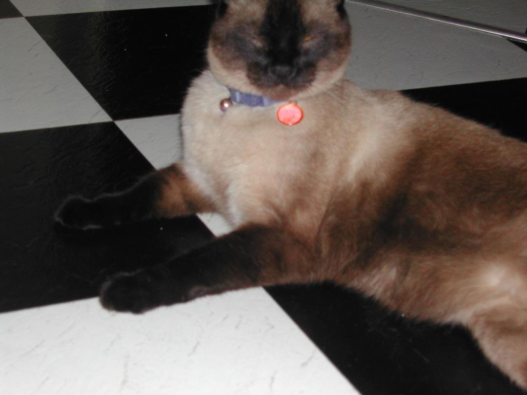 I spent my last time hugging and nuzzling with my loving friend Chico this morning before he went to sleep forever. I am so sad for losing him. I will never replace him. He was 17.  RIP, old friend.