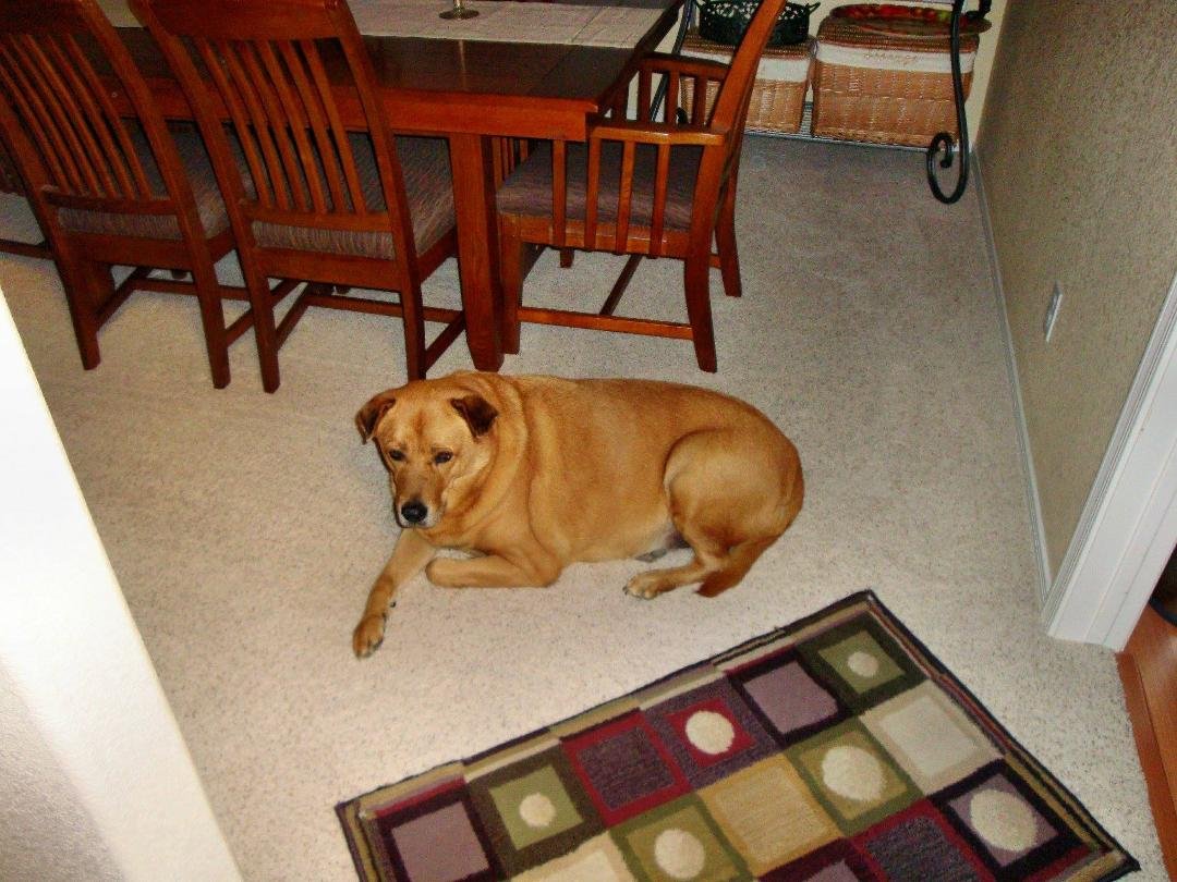 Thank you Debbie Hopkins Kiddell I was nominated to post 1 picture that makes me happy/proud to be a dog or cat owner. (Only 1 picture) I'm going to tag a few people that I think are fabulous dog or cat owners and can rise