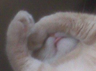 Morris sleeping with his tongue sticking out ;)