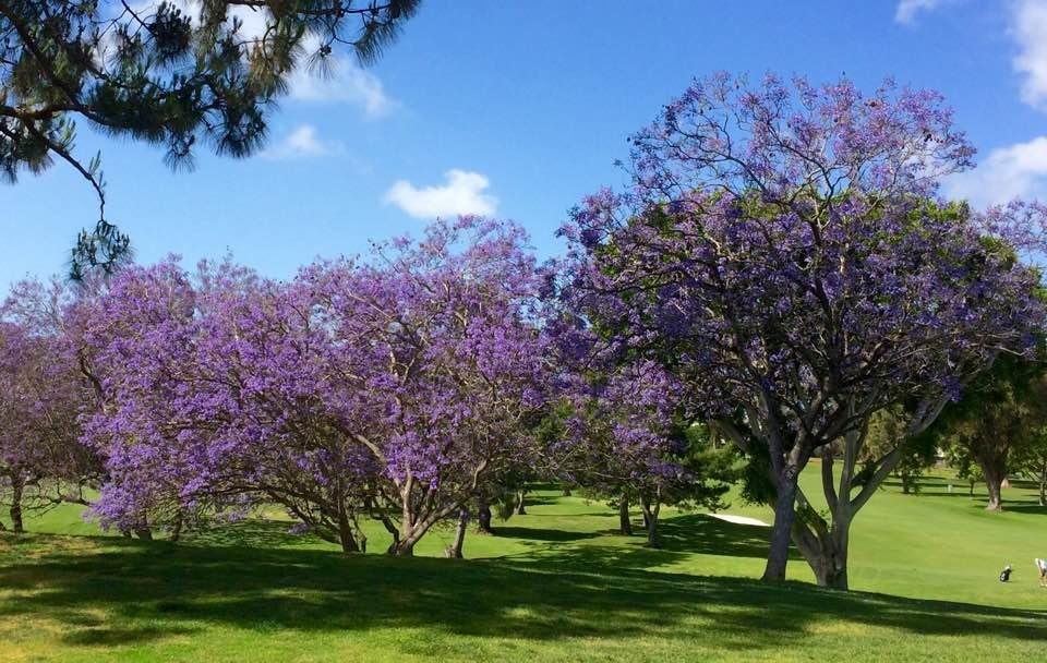 Another nice view of Jacaranda trees at Mesa Verde Country Club