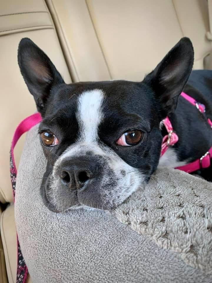 Rosie after a rigorous dog training class!