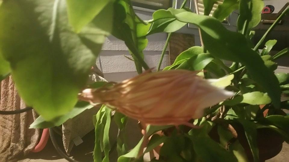 Joseph Overbaugh's album, Mobile Uploads