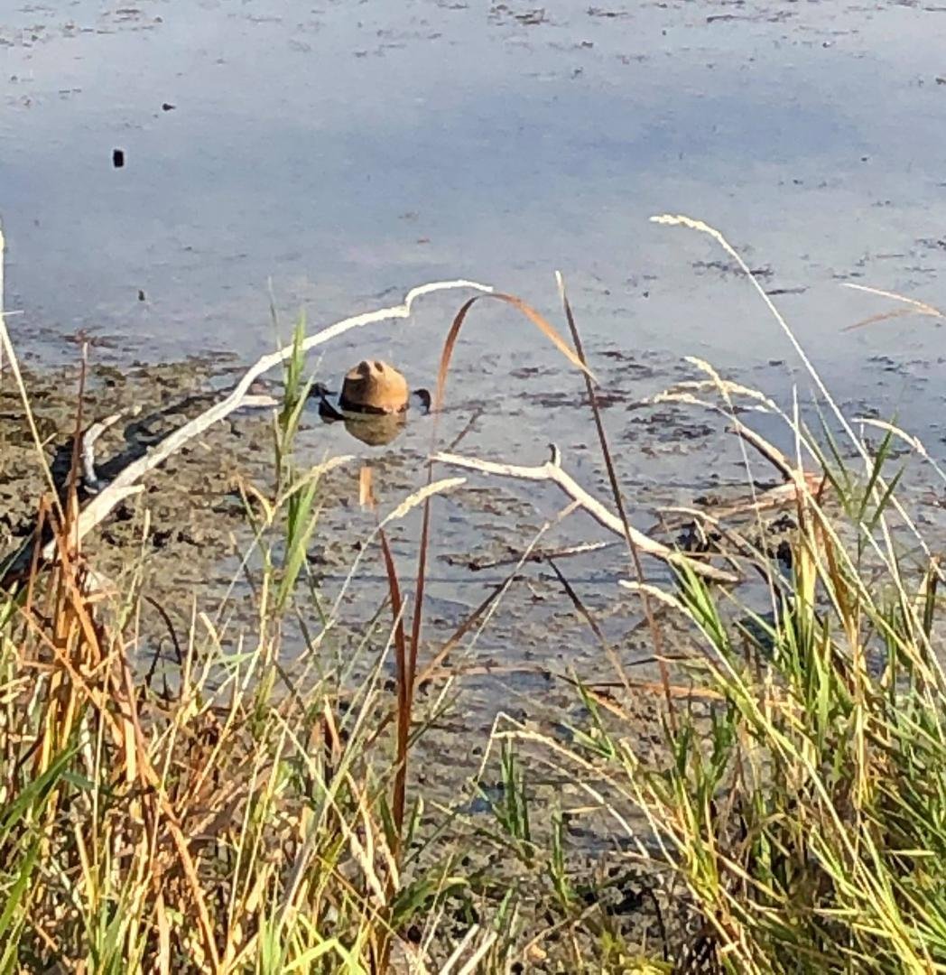 Saw this hat out at Lake Josephine. Hope no one was under it!