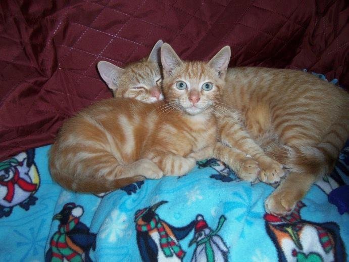 I need your help in finding a new home for my two beautiful orange fur boys! My doc says they have to go…it’s breaking my heart but I know he’s right. They were each rescued and are about 4 months apart in age. Simba came f