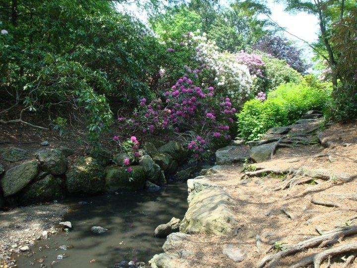 James Lawton's album, Rhododendron Path