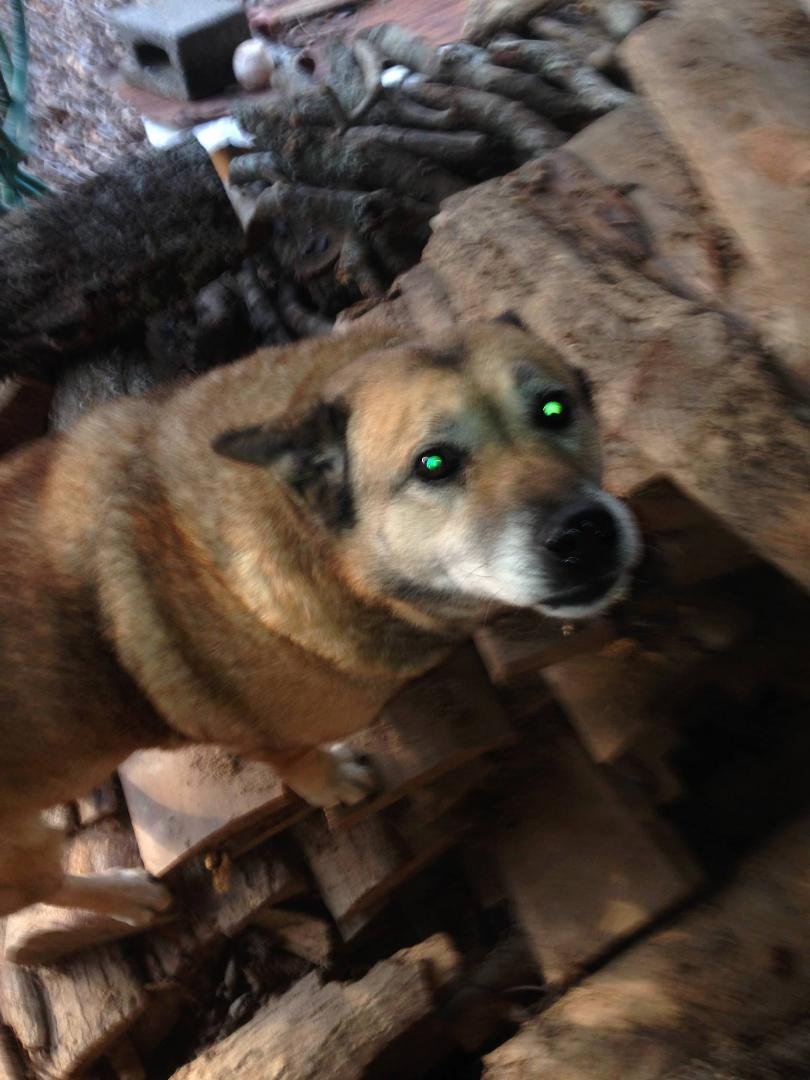 Barbara Stewart Kirkland
3 hrs ·
.
Last night the fireworks were very loud, which is normal but. our old dog got scared and ran away ,we have searched all day. No sign of her. She is about 14 yrs old walks with a limp,