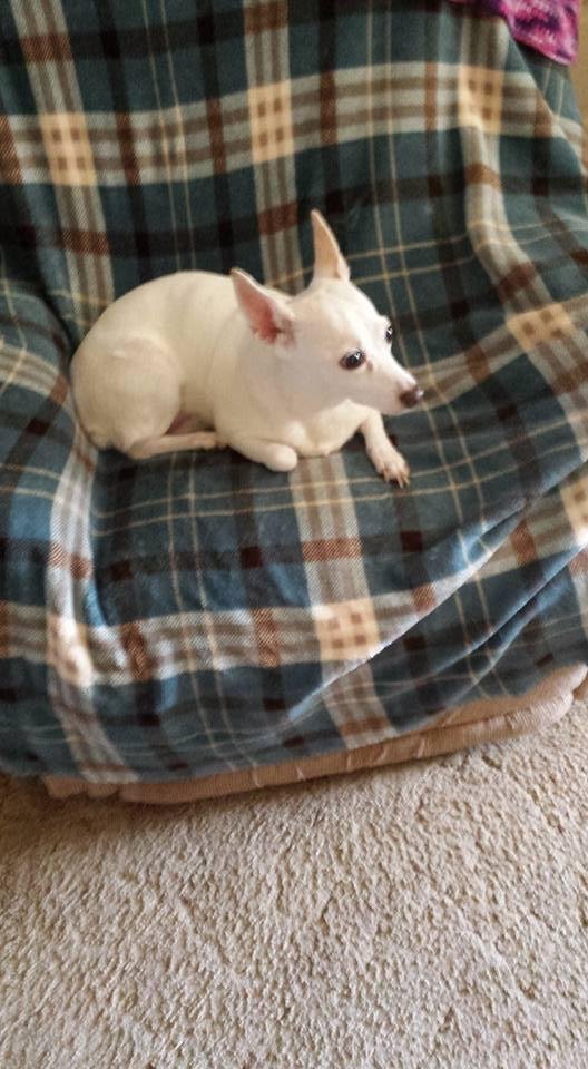 Happy National Dog Day to my dog Molly she is almost 13 years old!