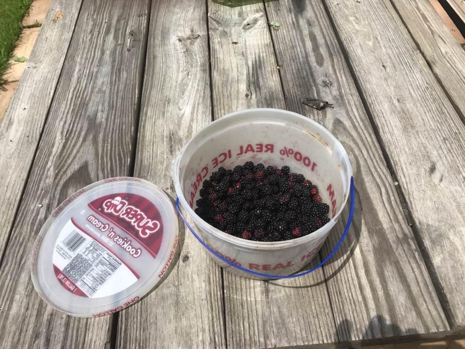 More berries more ripping just 1/2 hr picking