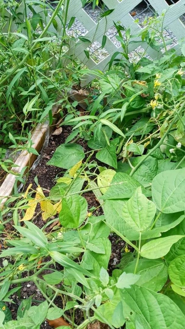 Found another prey mantis