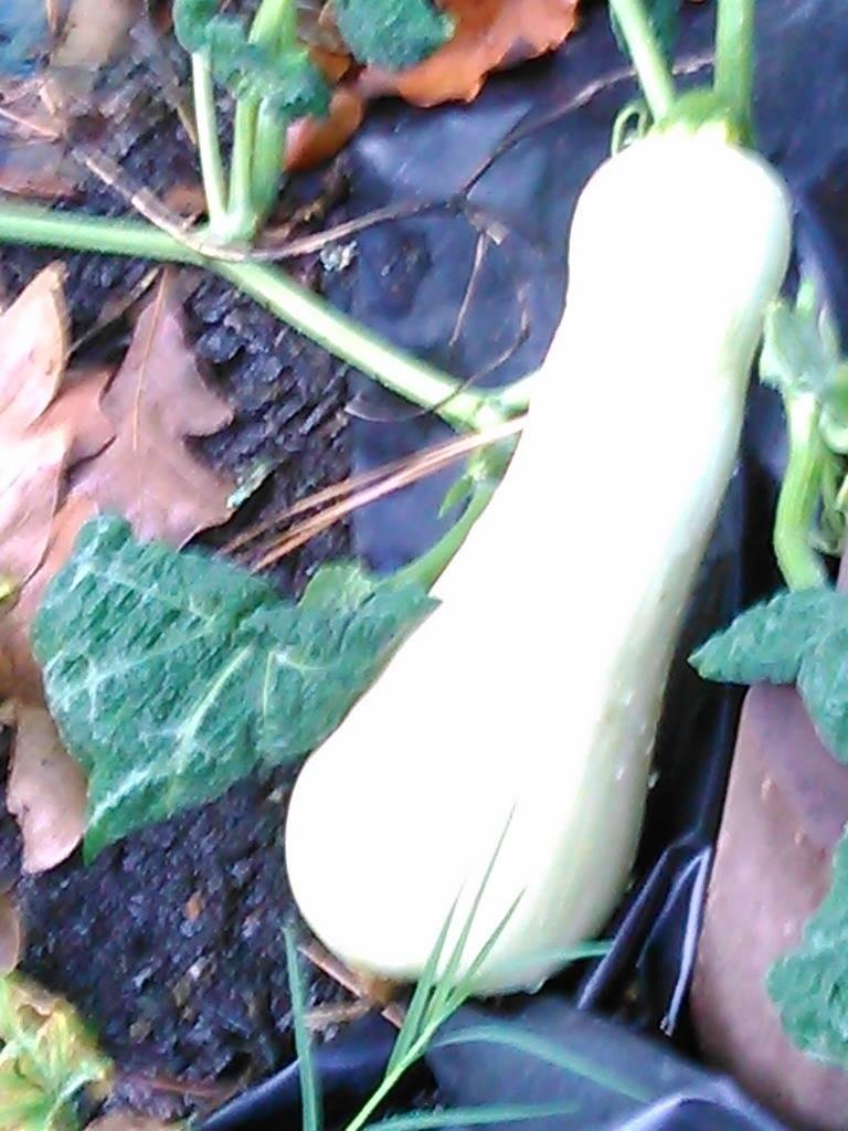 Rob Kropp's album, Mobile Uploads