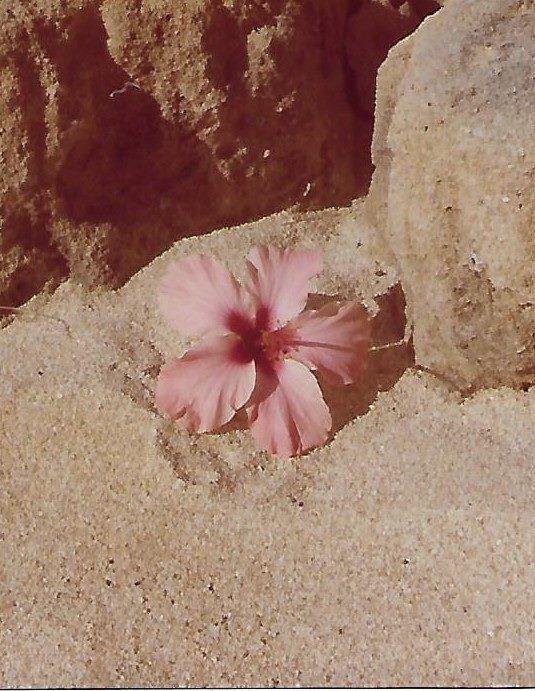 Dale I found the Hibiscus!