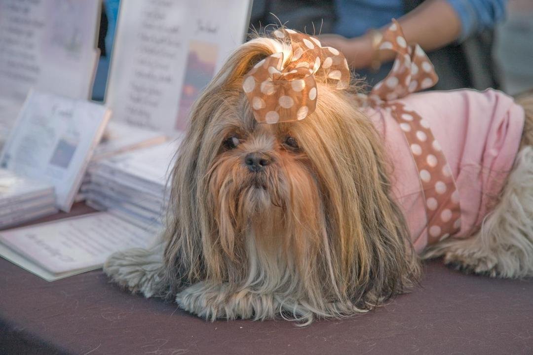 Palm Springs dog's life- retired