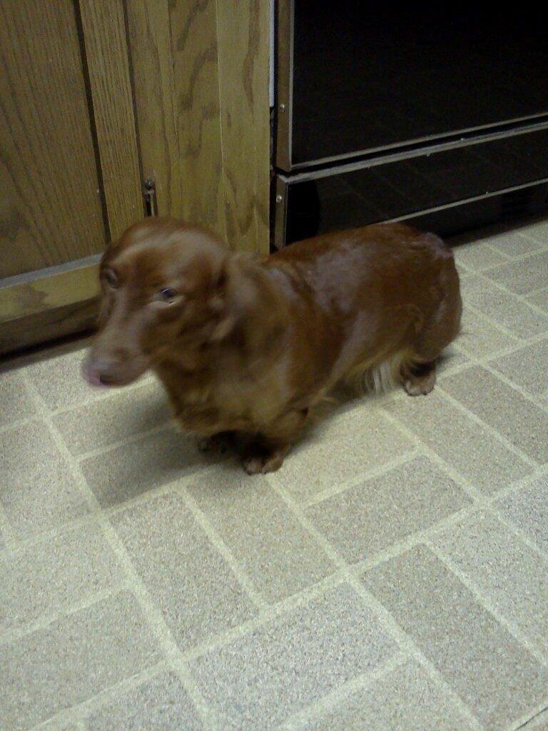 Sweetie.our other baby